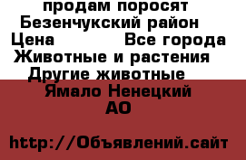 продам поросят .Безенчукский район  › Цена ­ 2 500 - Все города Животные и растения » Другие животные   . Ямало-Ненецкий АО